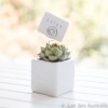 White 6cm planter with card holder (various designs)